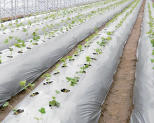 农业用伊利石粉